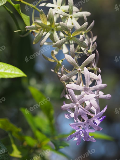 Preview: Sandpaper Vine Purple Wreath flower bunch purple bouquet of five petals like a five pointed petal