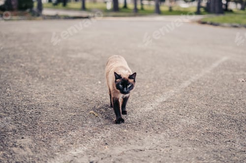 Preview: Siamese cat