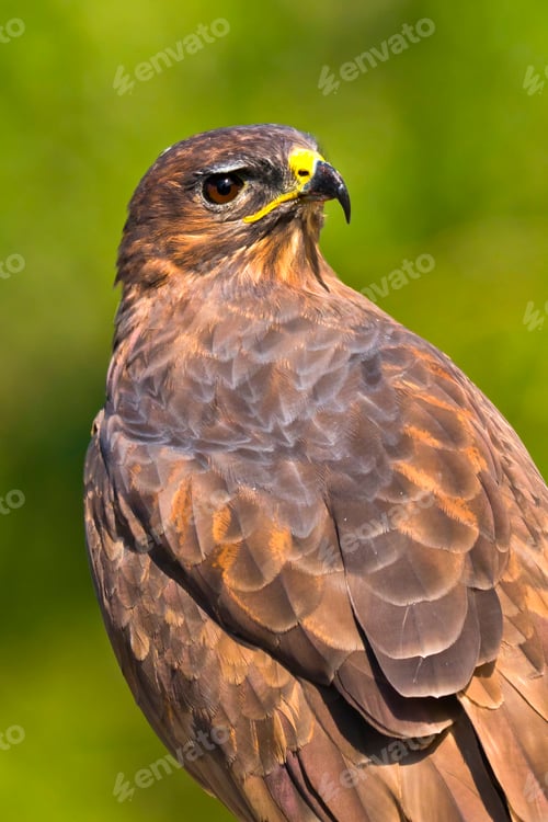 Preview: Buzzard, Mediterranean Forest, Spain