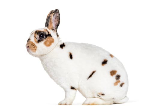 Preview: Rex Dalmatian Rabbit, sitting against white background