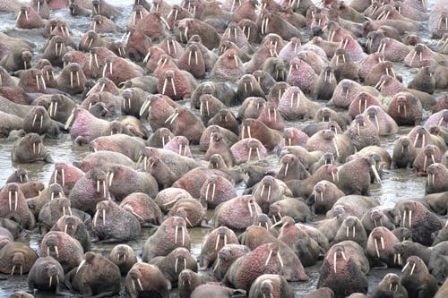 Preview: Herd of Walruses (Odobenus) on the seashore in Alaska, Aleutian Archipelago