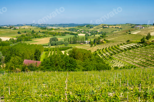 Preview: Vineyards of Monferrato near Nizza at springtime