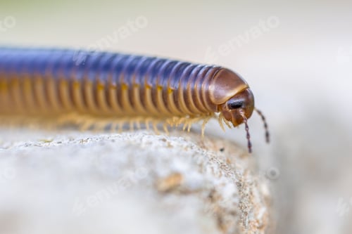 Preview: Millipede head