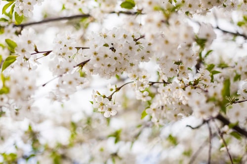 Preview: Blossoming branch with cherry flowers in springtime.