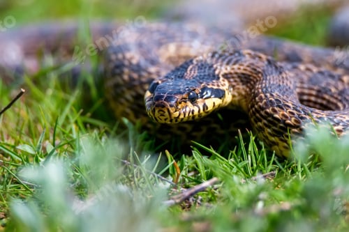 Preview: Close-up of blotched snake or Elaphe sauromates in grass