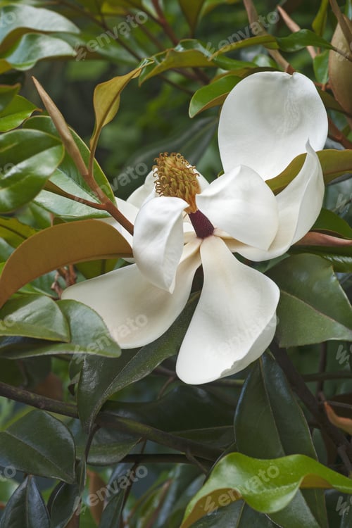 Preview: Southern Magnolia (Magnolia Grandiflora). Called Evegreen Magnolia, Bull Bay, Bullbay Magnolia