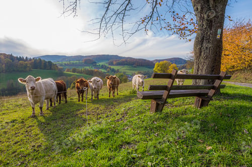 Preview: nice benchs in teh odenwald