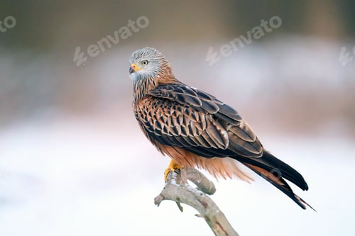 Preview: Red kite (Milvus milvus)