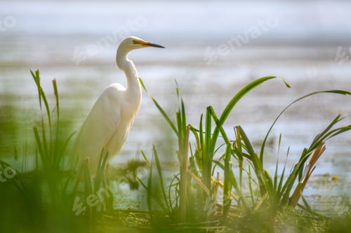 Preview: White heron, Great Egret. Water bird in the nature habitat. Wildlife scene