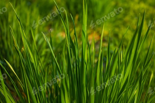 Preview: Closeup of lush uncut Green Grass in soft morning light background. Fresh green grass background.