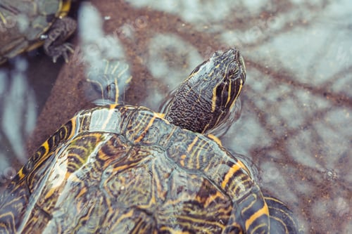 Preview: Turtle swimming in stony pond