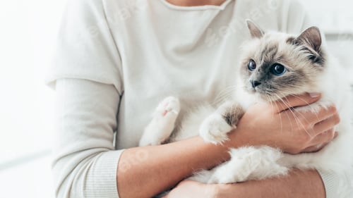 Preview: Happy cat in her owner's arms