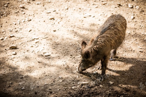 Preview: Wild boar on brown ground seeking feed