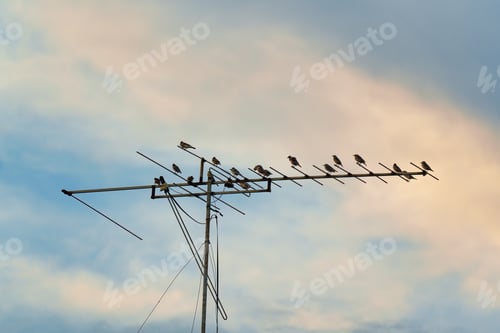 Preview: Flock of bird flying and perching on electric wire in the evening
