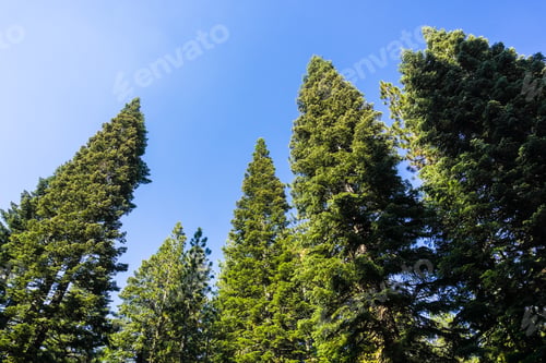 Preview: Ponderosa pine trees