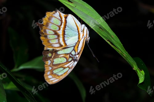 Preview: Malachite Butterfly Resting Under a Leaf at Night in Costa Rica