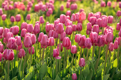Preview: Picturesque view of field with blossoming tulips on sunny spring day