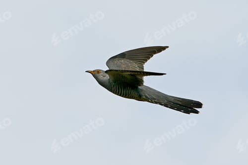 Preview: Common cuckoo (Cuculus canorus)