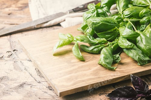 Preview: Fresh green basil plant