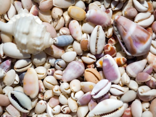Preview: Sea shells on a sunny day