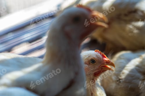 Preview: Broiler chicken faces for sale at market in Aceh, Indonesia