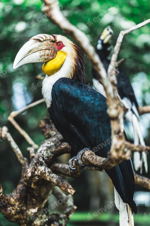 Preview: Male Bar-pouched Wreathed Hornbill portrait close up. Endangered beautiful bird in Bali bird park