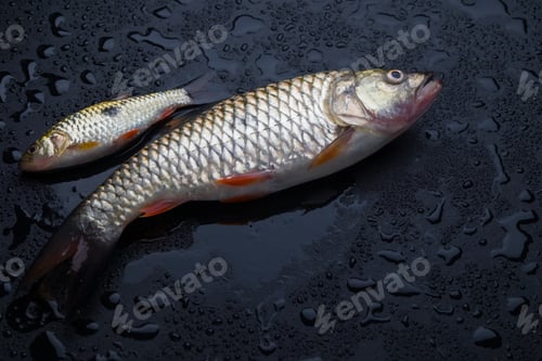 Preview: Fresh fish on wet table