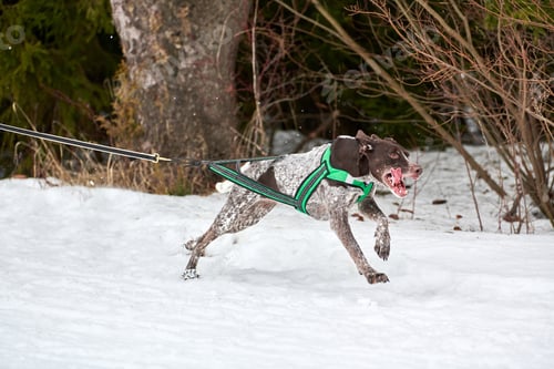 Preview: Winter sled dog racing Pointer dog running, snow forest background