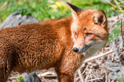 Preview: Red fox in its natural habitat
