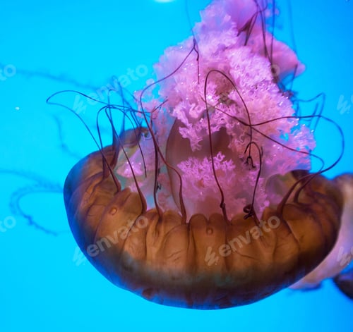 Preview: Background of jellyfish. Jellyfish swims in the ocean sea, light passes through the water, creating