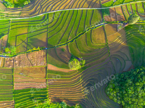 Preview: indonesia beauty landscape paddy fields in north bengkulu natural beautiful morning view from asia
