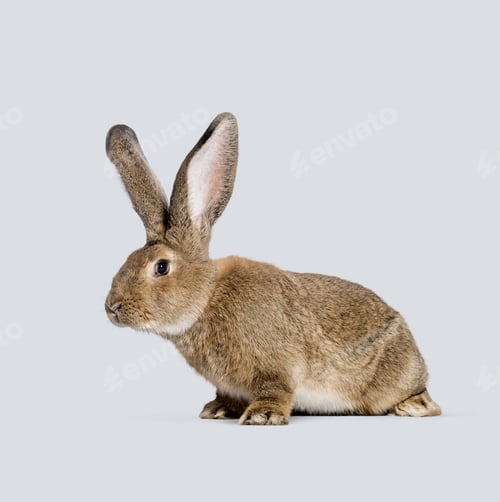 Preview: Studio portrait of adorable brown flemish giant rabbit sitting on gray seamless background