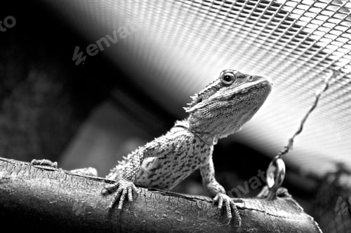 Preview: Low angle greyscale shot of a Pogona minor in a cage under the sunlight with a blurry background