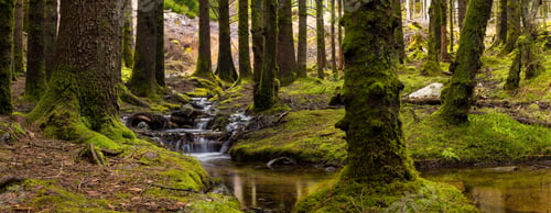Preview: Spruce Forest Water Stream