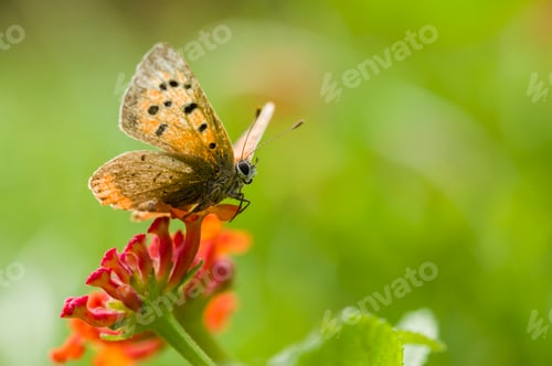 Preview: Butterfly on red lantana