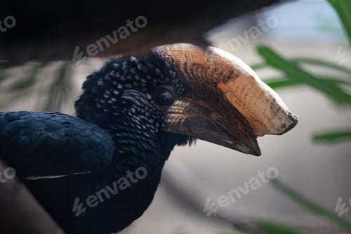 Preview: Male Silvery-Cheeked Hornbill bird (bycanistes brevis)