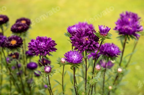 Preview: asters flowers in the garden in summer