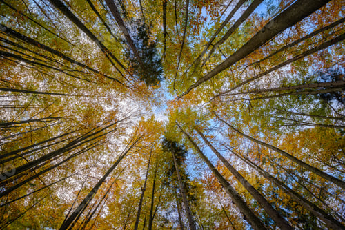 Preview: Look up in the autumn forest