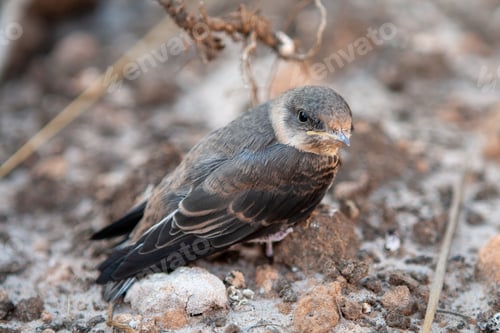 Preview: Closeup shot of a cute common swift (Apus apus)