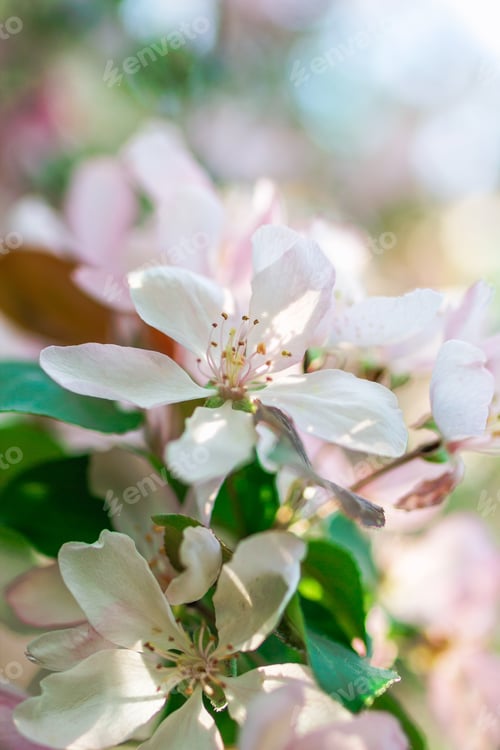 Preview: Brunch with blossom white apple tree flowers in backlight in springtime on blurred background.