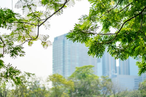 Preview: Looking up at tree branch at foreground with blur building city and sky in park