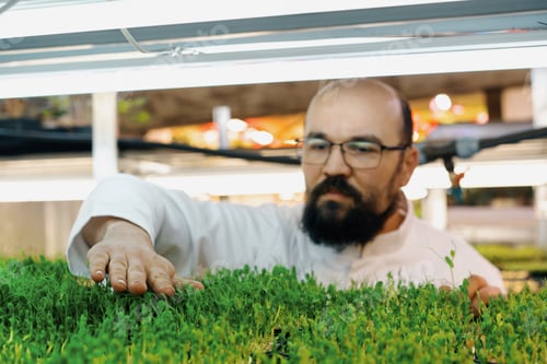 Preview: Farmer checks microgreens sprouts on shelves of vertical farm eco food growing greens healthy eating