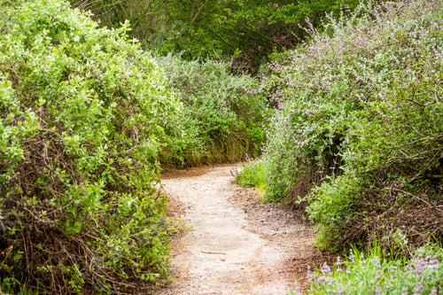 Preview: Walking path lined up with large sage shrubs