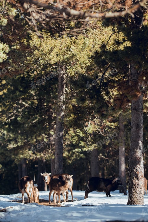 Preview: Wild sheep pasturing between trees and snow