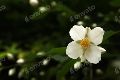 Preview: Closeup view of beautiful jasmine flower outdoors. Space for text