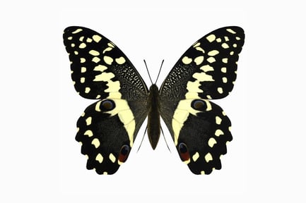 Preview: Papilio Demodocus: Citrus Swallowtail Butterfly