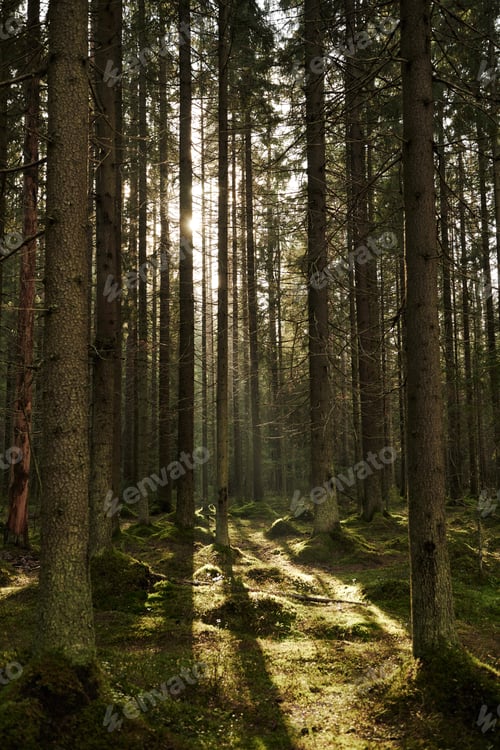 Preview: Sunlight streaming through a pine forest