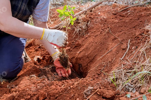 Preview: In the garden soil, a gardener woman plants flowers with her hands.