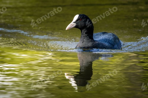 Preview: Lyska (Fulica atra) swimming through a tranquil lake