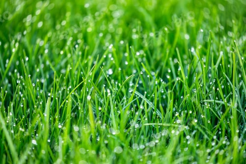 Preview: Natural green grass background